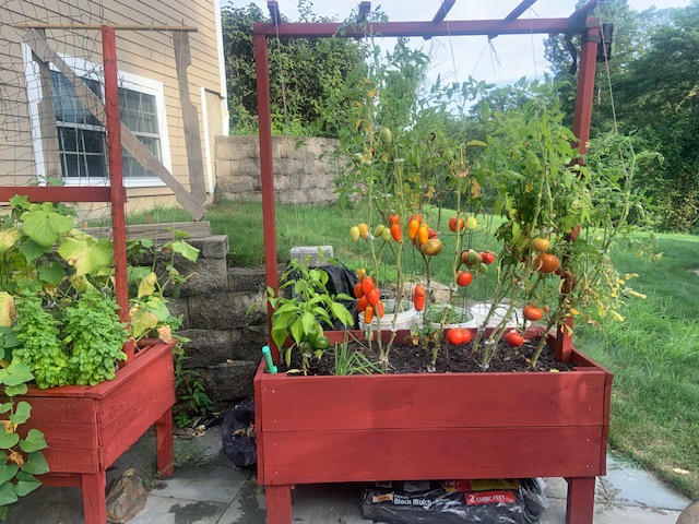 The writer Shari McStay's raised bed gardens